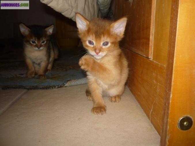 Chaton Somali LOOF à réserver