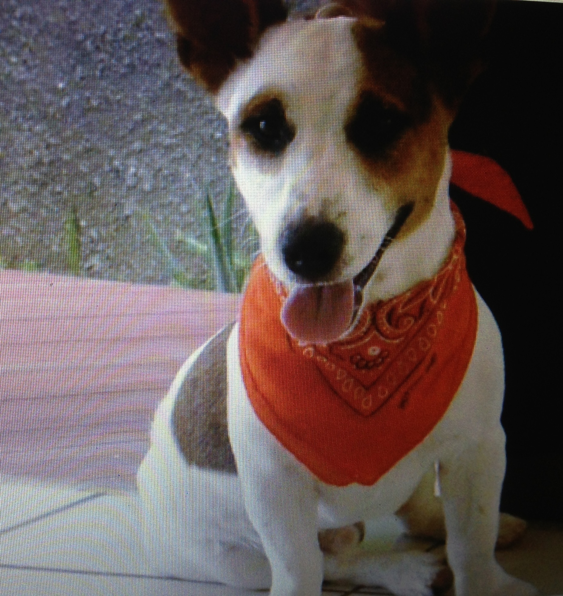 Terrier Jack russel inscrit au LOF