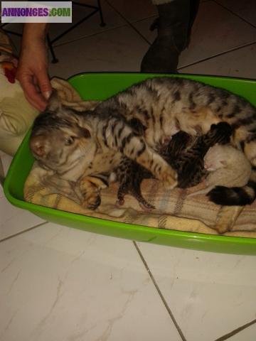 Chatons bengal loof