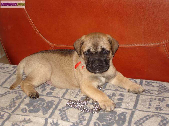 Bullmastiff