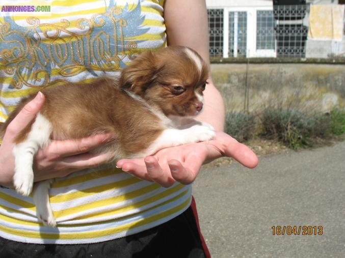 Chiots chihuahua poil long