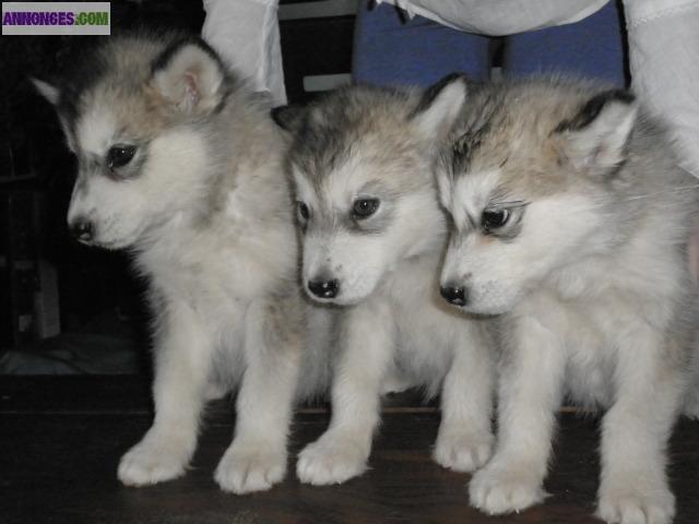 Chiots males malamutes non lof