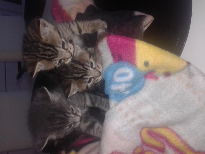 Chatons a réserver
