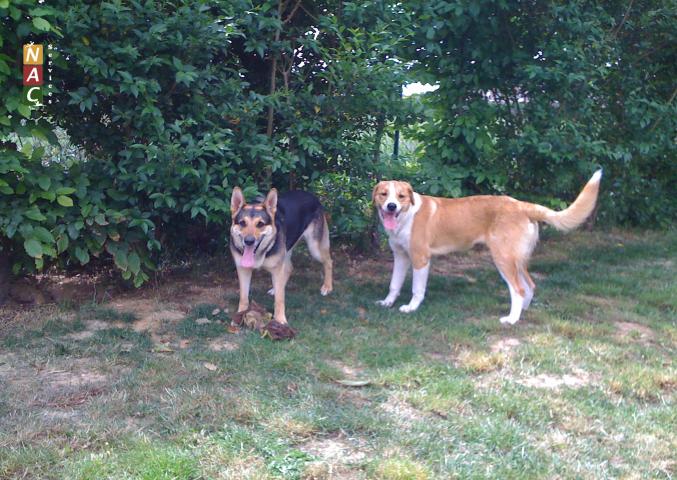 Garde vos animaux à votre domicile