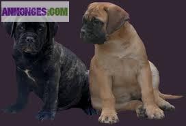 A réserver Chiots Staffordshire Bull Terrier