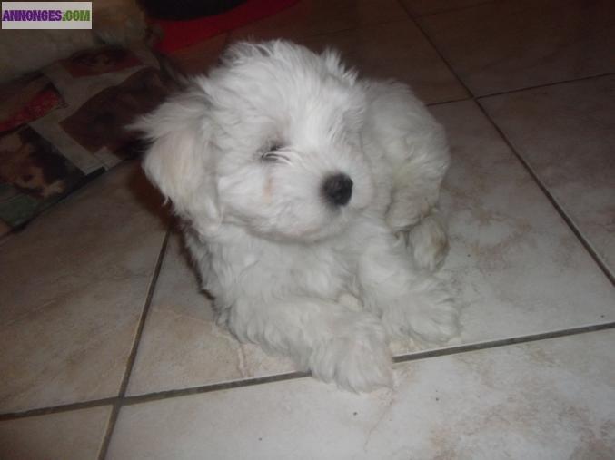 Bichon maltais
