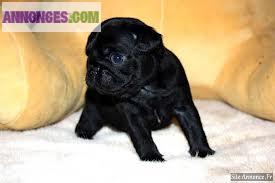 Chiots de type carlin non lof