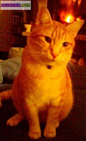 Disparu chat roux