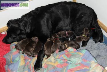 Vends Chiots Labrador LOF élevés en famille