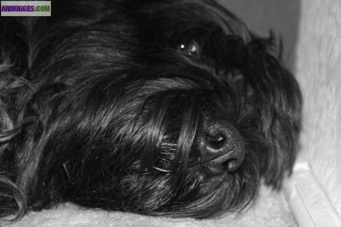 Propose étalon-chien saillie