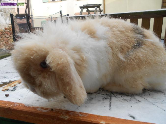 Lapin bélier