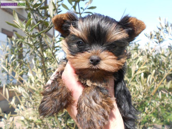 Superbe femelle yorkshire miniature LOF miniature