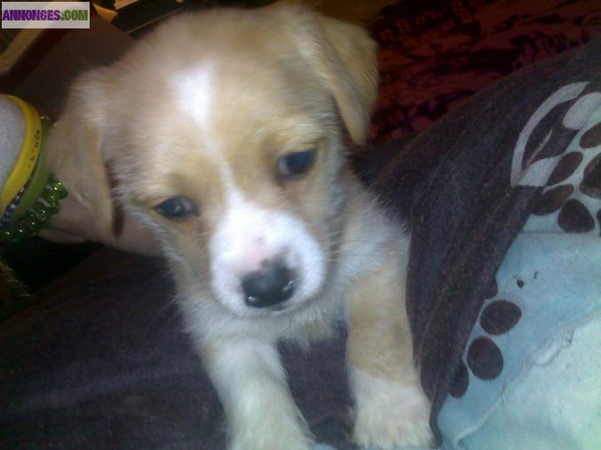 Bébé chiot type jack russel 