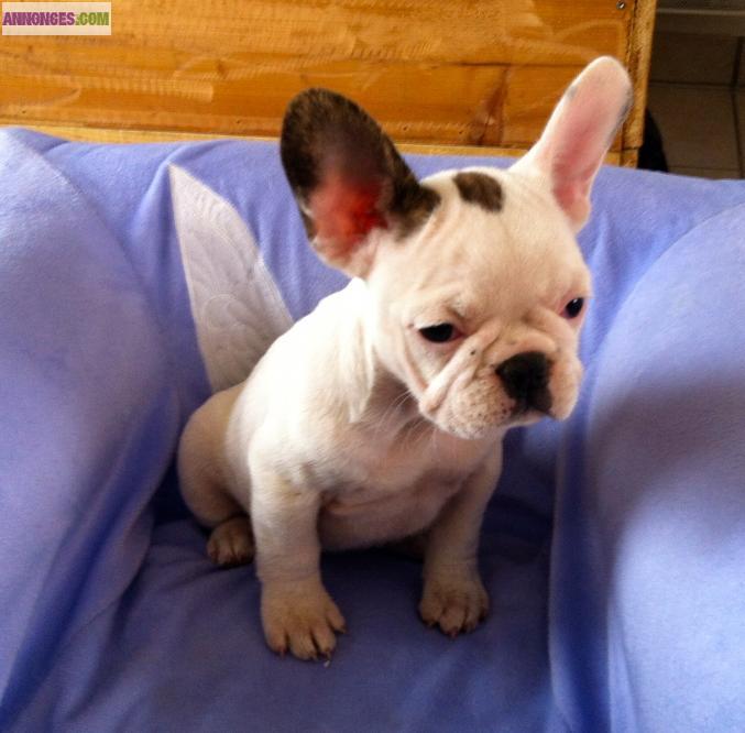 À adopter 3 Magnifiques Chiots Type Bouledogue Français