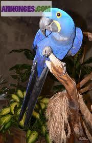 Femelle ara hyacinthe