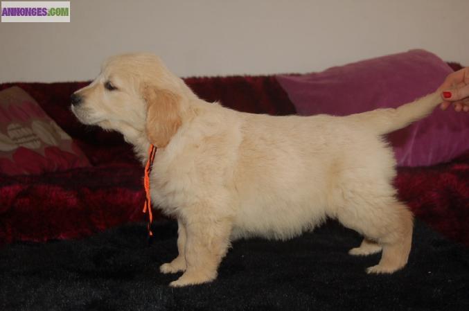 A donner Chiot type Golden Retriever