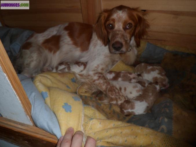 Chiot epagneul breton