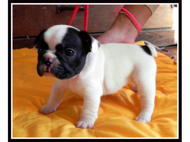 CHIOTS BOULEDOGUES FRANCAIS
