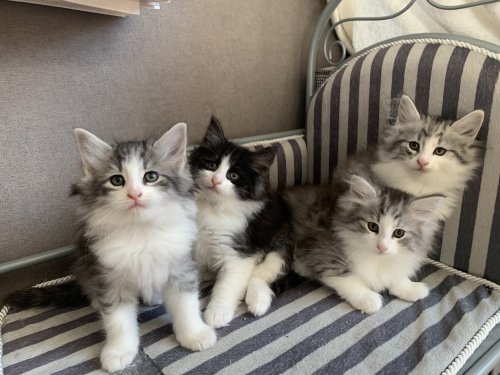 Adorables chatons type Norvégien