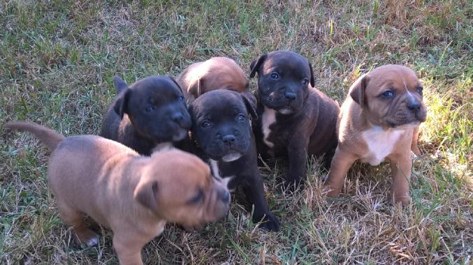 Chiots staffordshire bull terrier lof
