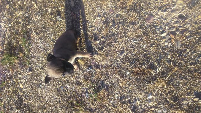 Chiot type chihuahua 