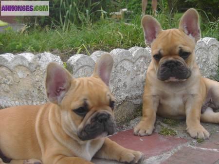 A donner 2 Chiots type bouledogue français