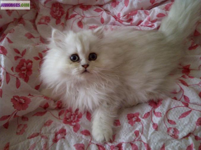 Chatons : 2 femelle et 1 male persan chinchilla non loof