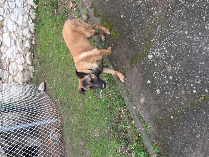 Vend chiot male berger belge malinois LOF