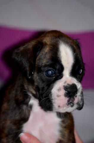 Chiot Boxer LOF à Réserver