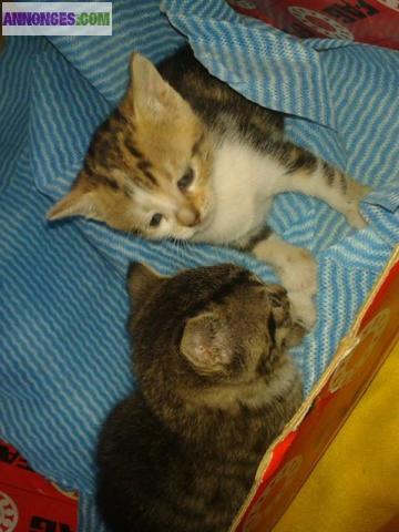 CHATONS A DONNER