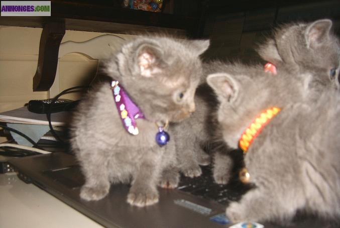 Chatons Chartreux LOOF