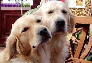 Gardiennage bénévole