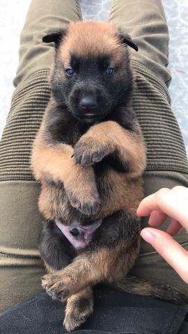 Chiots Berger Belge Malinois à vendre