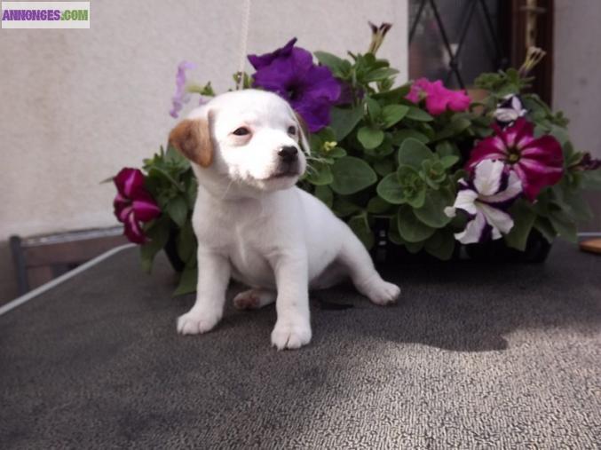 Donne 2chiot jack rusel mal et femelle 