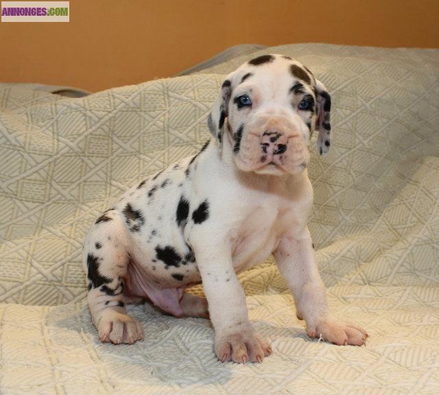 Chiot dogue allemand arlequin LOF: