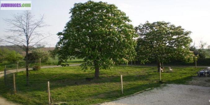 Maison individuelle+pension canine