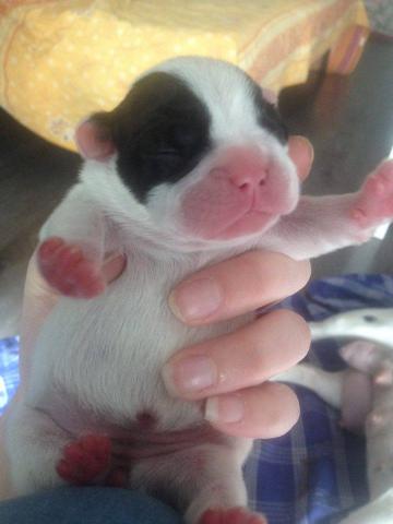 A reserver chiot Bouledogue Francais