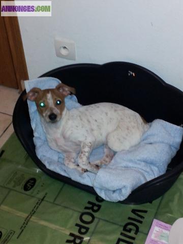 Chien type jack russel