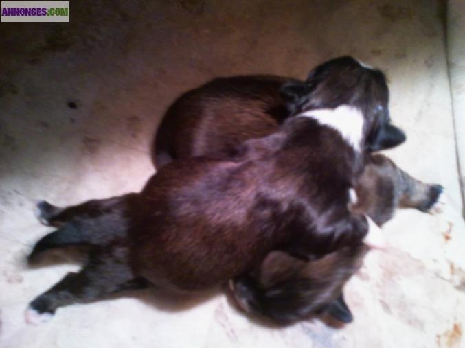 Chiots shih-tzu non lof