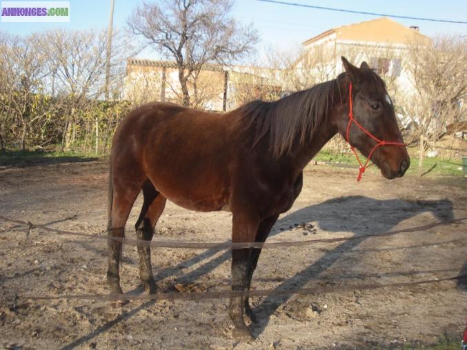 Chevaux en demi pension