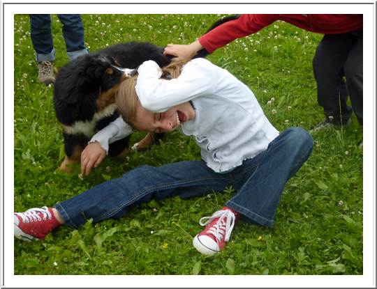 Chiot type Bouvier Bernois femelle à Donner Urgent