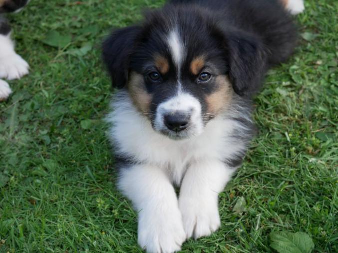 A donner Superbe chiot Berger Australien Femelle 