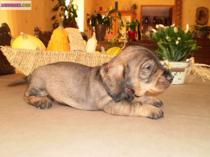 Chiot teckel poil dur standard inscrit au lof