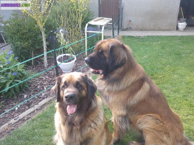 Vends superbes chiots LEONBERG