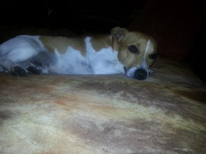 Cherche nouveaux maitres serieux pour male Jack 