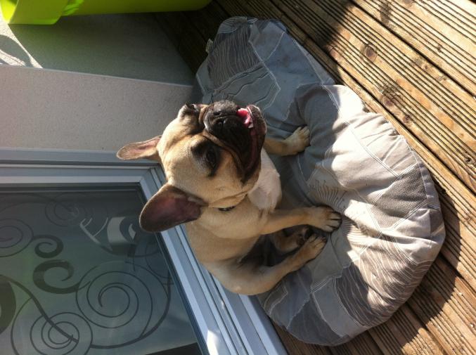 Vend bouledogue français