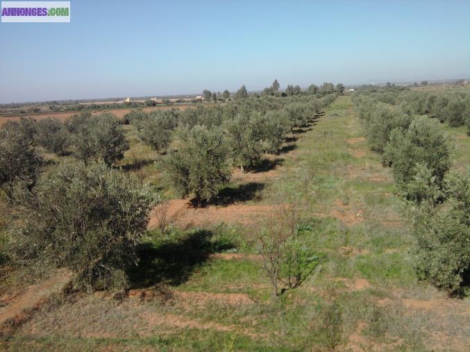 Terrains 5hectares+Villa