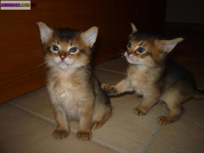 Chaton Somali LOOF à réserver