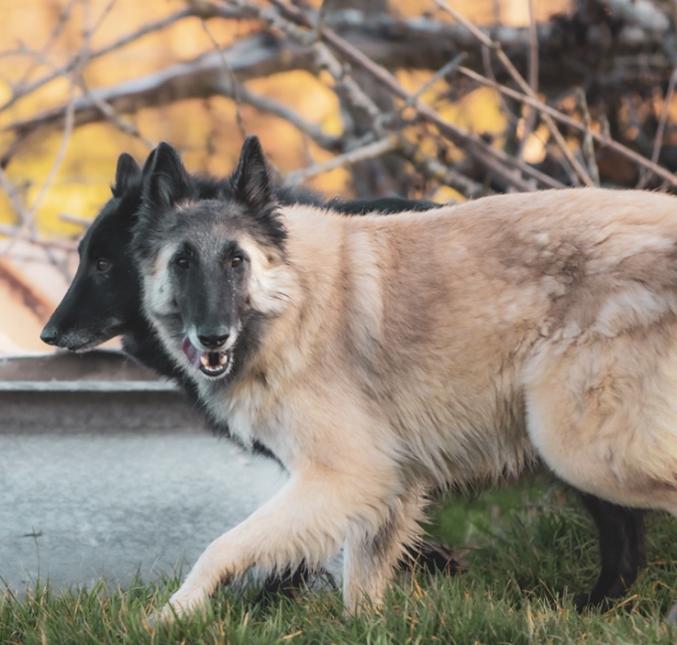 A réserver chiots Berger Belge tervueren 