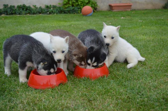 4 Adorables chiots Husky de sibérie